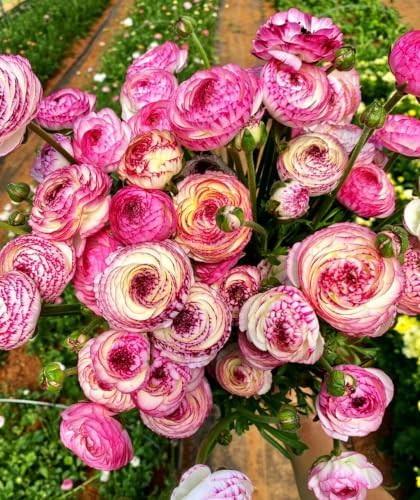 Mixed Peony Ranunculus Bulbs- Persian Buttercup -10 Corms Bulbs Flowering Blooms Perennial Bulbous Root Garden Plant (Picotee Pink) - Image 2