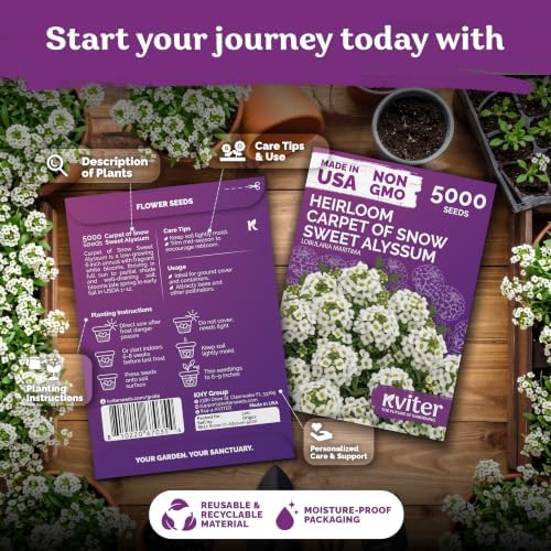 KVITER 5000 Carpet of Snow Sweet Alyssum Seeds (Lobularia Maritima) - Sweet Alyssum Flower Seed Packets, White Fragrant Ground Cover - Long Blooming Flower Seeds for Borders, Container, Outdoor Garden - Image 2