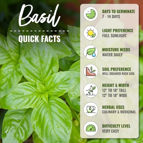 Seed Needs Sweet Basil Seeds to Plant Non-GMO Heirloom Genovese XL Pack - Image 4