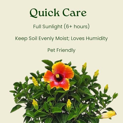 Fiesta Hibiscus Bush - Live Hibiscus Flowering Plant - Tropical Flower Plant - 1 Gallon Planter - Overall Height 10" to 14" - Tropical Plants of Florida - Image 6