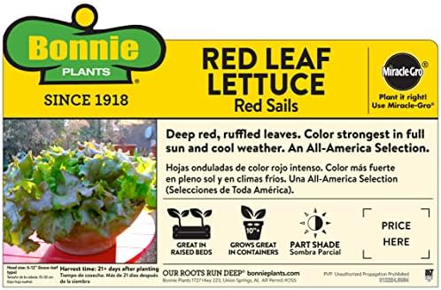 Bonnie Plants Red Lettuce 19.3 oz. 4-pack - Image 2