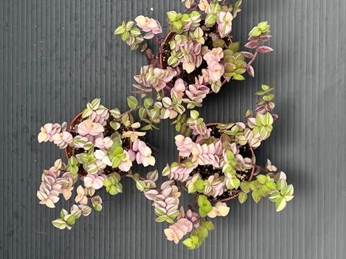 Callisia Repens Bianca, Pink and Green Trailing Plant, Live Indoor Houseplant by AUGUSTBREEZEFARM