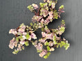 Callisia Repens Bianca, Pink and Green Trailing Plant, Live Indoor Houseplant by AUGUSTBREEZEFARM