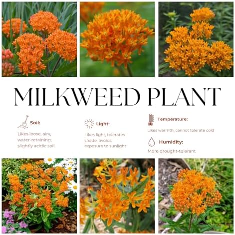 3 Orange Milkweed Live Plants, Hardy Milkweed Shrub, 4-9 Inches - Image 4