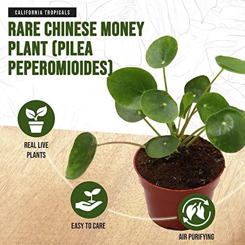 California Tropicals Rare Chinese Money Plant (Pilea Peperomioides) - Live House Plant, 4 Inch Pot for Easy Care, Perfect for Office, Home & Feng Shui Decor, Real Plants for Gardening - Image 3