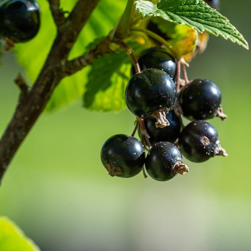 Consort Black Currant Bush Live Plant, Berry Fruit Cold Hardy 5-9" Tall - Image 2