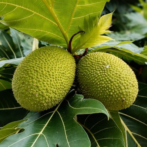 Breadfruit Tree (Artocarpus camansi) – Live Tropical Fruit Tree – USDA Certified - Image 5
