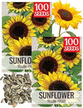 Seed Needs Yellow Pygmy Sunflower Seeds to Plant Cut Flowers - 2 Packs by SeedNeeds