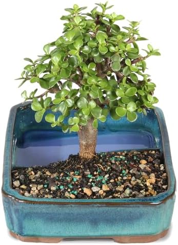 Brussel's Bonsai - Medium Jade Live Bonsai Tree, Potted Indoor Plant - Image 2
