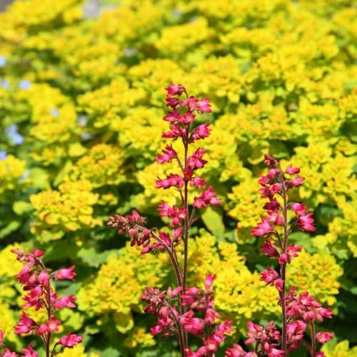 2 Yellow Milkweed Live Plants, Asclepias Tuberosa, 4-6 Inch Tall - Image 7