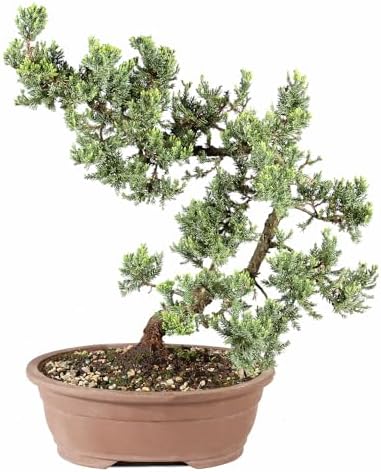 Brussel's Bonsai - Large Juniper Live Bonsai Tree, Potted Outdoor Plant by BrusselsBonsai