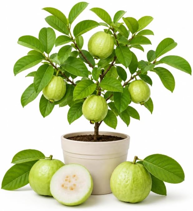 White Guava Tree Live Plant 4-6 Inch Tall, Sweet Guava Plant, Tropical Fruit Tree with Fragrant White Flowers for Outdoor Garden in 4 Inch Pot by Unknown