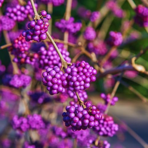 American Beautyberry Bush Plant Live, Rooted Seedling, 4 Inc Pot - Image 3