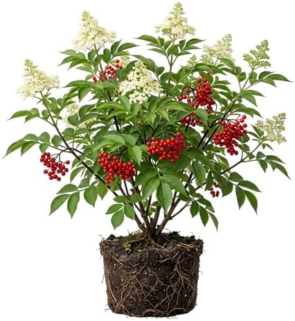 Live Scarlet Elderberry Plant American Elderberries Bush Sweet Berries Tree Red Sambucus Elderberry Plant 5-8" Tall 4" Pot by Unknown