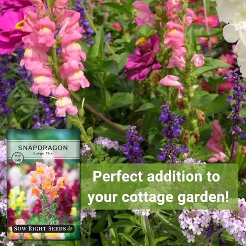 Sow Right Seeds - Large Mix Snapdragon Seed for Planting Flower Garden - Image 5