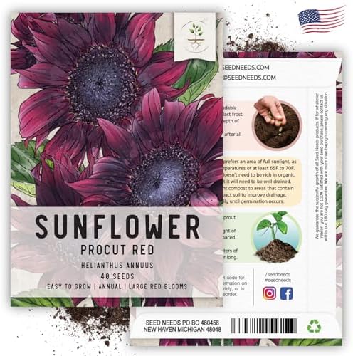 Seed Needs, Procut Red Sunflower (Helianthus annuus) Twin Pack 40 Seeds Each - Specialty Hybrid - Image 6