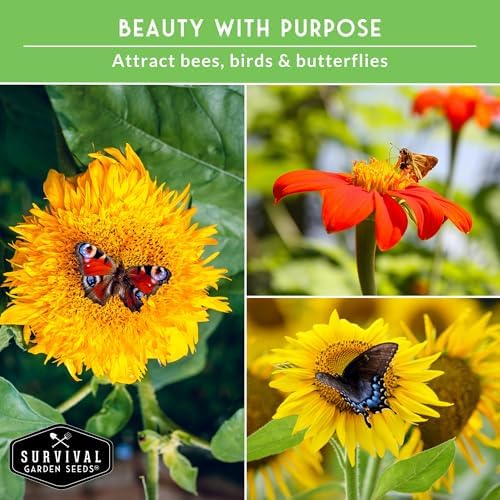 Sunflower Seeds Collection 6 Variety Pack for Planting - Image 5