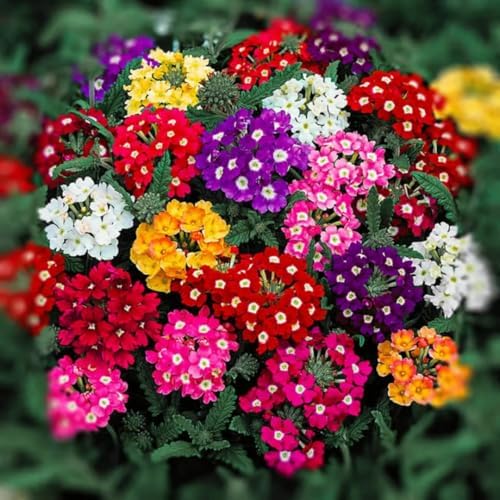 Verbena Flower Seeds 5000 – Vibrant Mixed Variety – Easy-Grow, Drought-Resistant Blooms for Beds, Borders & Pollinator Gardens by BuggyBeds