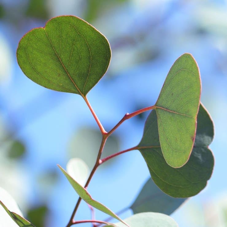 Park Seed Grow Your Own Eucalyptus Seeds Plant, Pack of 50 - Image 3