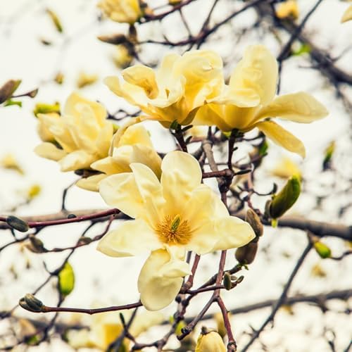 Yellow Magnolia Flower Tree Live Plant, Outdoor Landscape Tree, 2.5'' Pot - Image 3