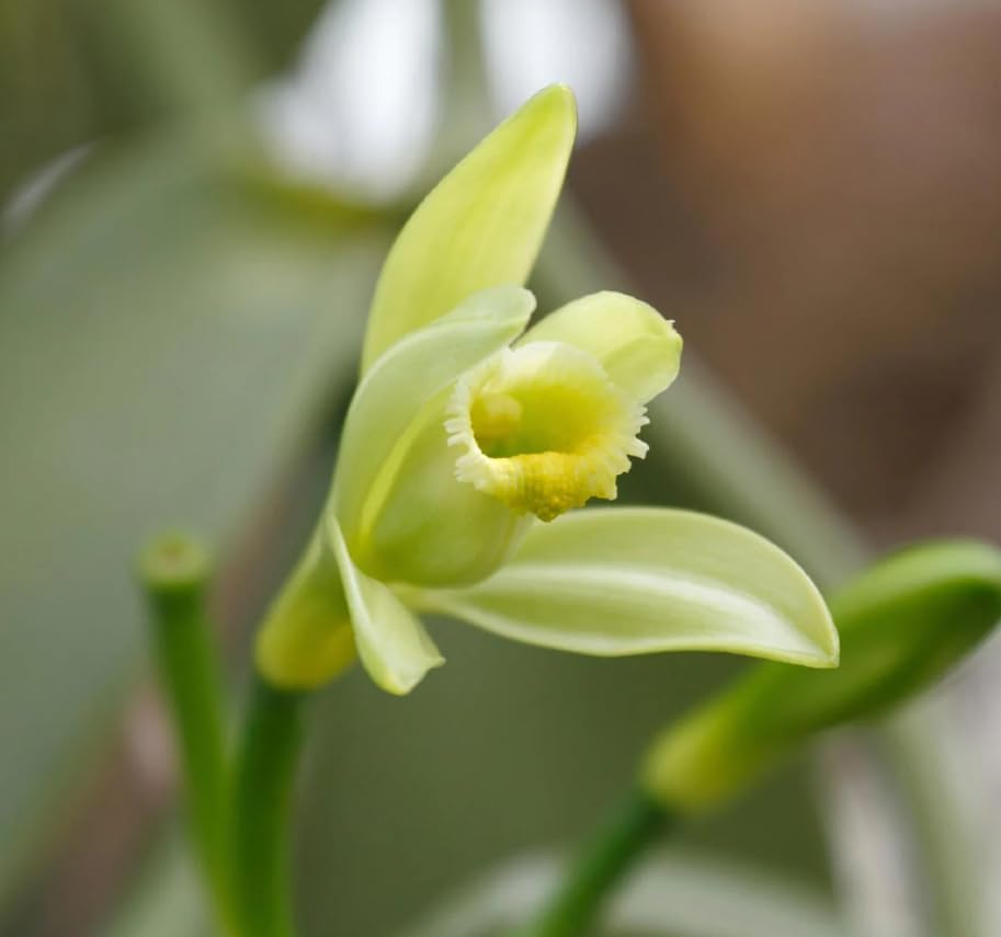 Live Vanilla Orchid Vine Climbing Vanilla Bean Orchids Flowers Plant Fragrant Flower Perennial Vine 4 to 6 Inch Tall - Image 2