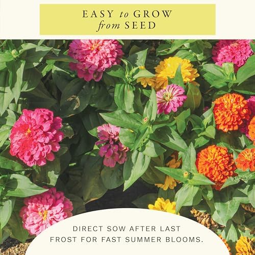 Sereniseed Dahlia Flowered Zinnia Seeds (2 oz) - Image 6