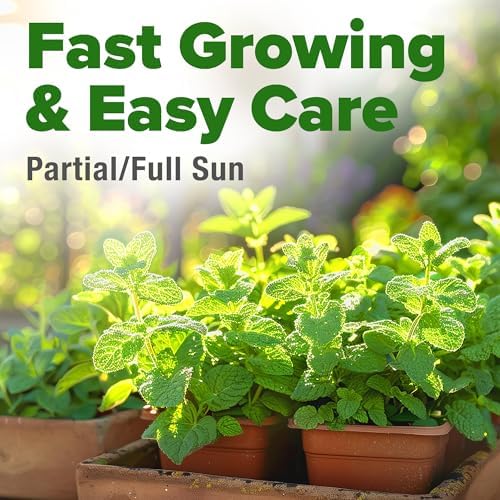 HOME GROWN Common Mint Seeds, 1,800 Seeds, Mentha spp - Image 5