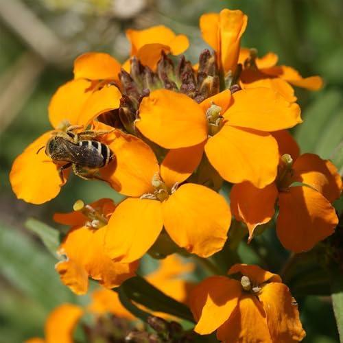 Ferry-Morse Honey Bee Bulk Wildflower Seeds, 440,000+, 1 lb - Image 3