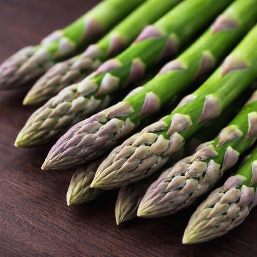Jersey Giant Asparagus 2 Yr. Crowns for Planting – Bare Root Asparagus Plants for Garden Beds & Raised Rows – High-Yield, Cold Hardy, Long-Lived Perennial Vegetable (50 Plants) by CZGrain