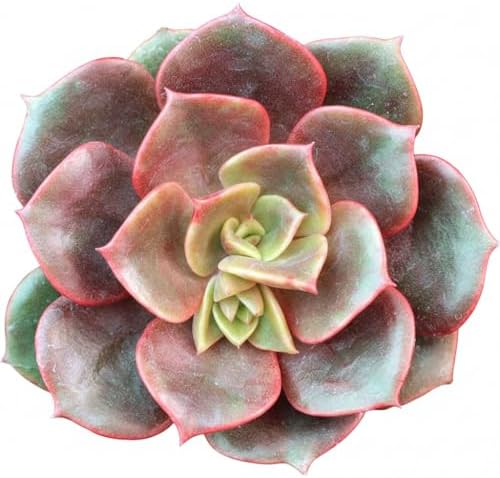 Echeveria Vampire Red Ball - Colorful 2 inch Succulents - Live Mini Succulent Plants Fully Rooted, Easy Care Indoor and Outdoor, Home and Garden Decor, Wedding Party Favor by SucculentsBox