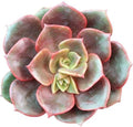 Echeveria Vampire Red Ball - Colorful 2 inch Succulents - Live Mini Succulent Plants Fully Rooted, Easy Care Indoor and Outdoor, Home and Garden Decor, Wedding Party Favor by SucculentsBox