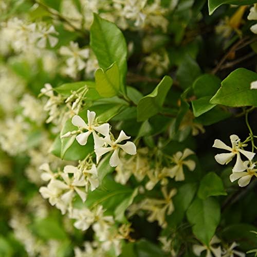 Perfect Plants Confederate Jasmine Live Plant, 1 Gallon, Star Vine - Image 2