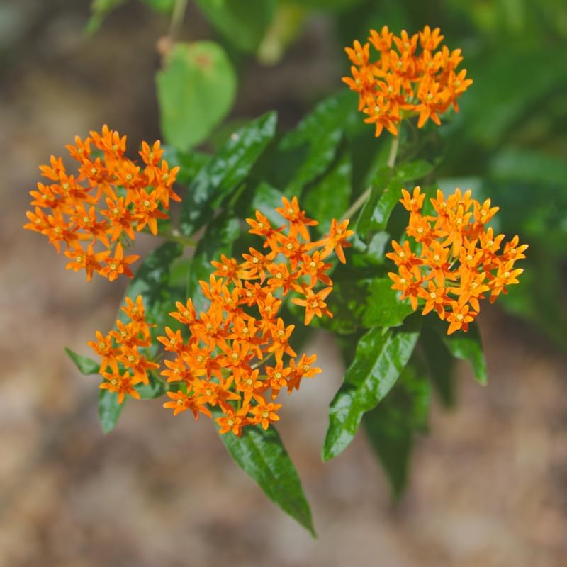 3 Orange Milkweed Live Plants, Hardy Milkweed Shrub, 4-9 Inches - Image 6