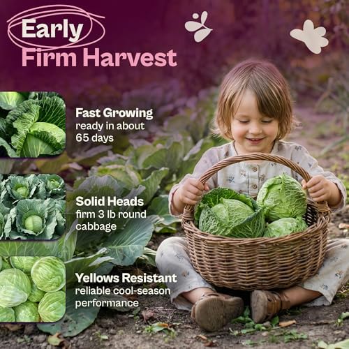 SVI 1000 Golden Acre Cabbage Seeds (Brassica Oleracea) - Green Cabbage, Fast-Growing Heirloom Seed, Non GMO - Great Vegetable Seeds in Seed Packets for Outdoors, Vegetable Garden Beds - Image 3