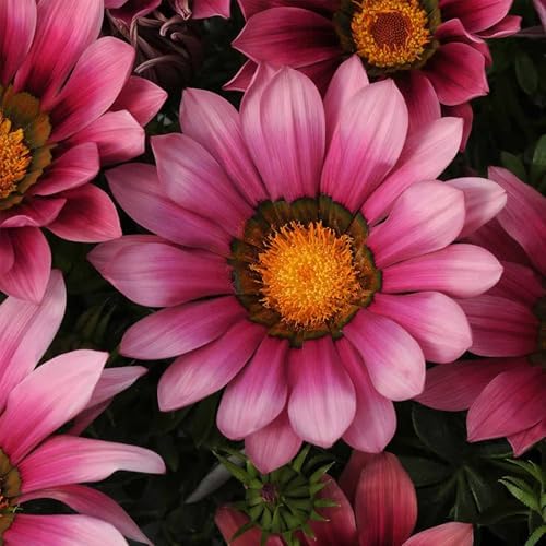 Mountain Valley Seed Co New Day Series Gazania Pink Shades Seeds 25 Seeds by MountainValleySeedCompany