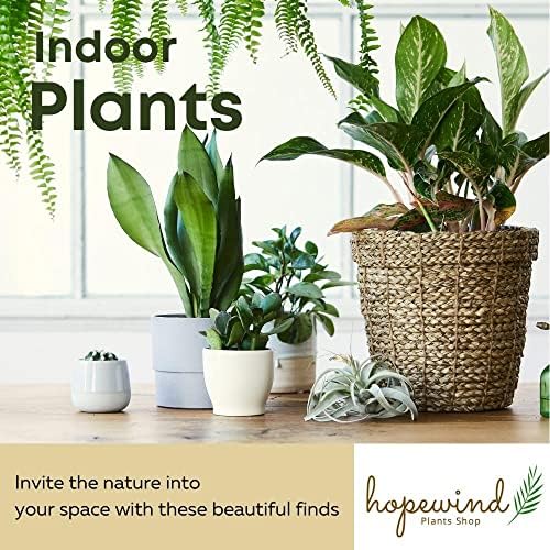 Philodendron Live Plant, Air Purifying, Easy Care, Easy to Grow, Rare Variety, Live Indoor Plant, 4 inch Pot (Philodendron Micans) - Image 4