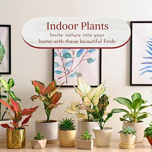 Fam Plants Live Aglaonema Chinese Evergreen Collection (4 Pack) Houseplants - Image 7