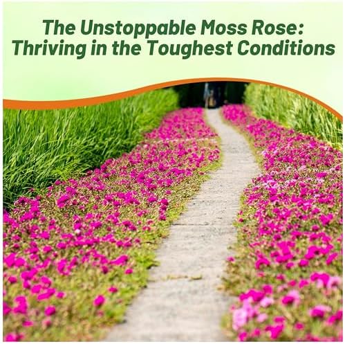 Outsidepride Pink Mixed Moss Rose Seeds - 250 Pcs Annual, Drought & Heat Tolerant, Pollinator Friendly Ground Cover Seeds for Planting w/Vibrant Blooms & Succulent Foliage, Ideal for Xeriscaping - Image 6