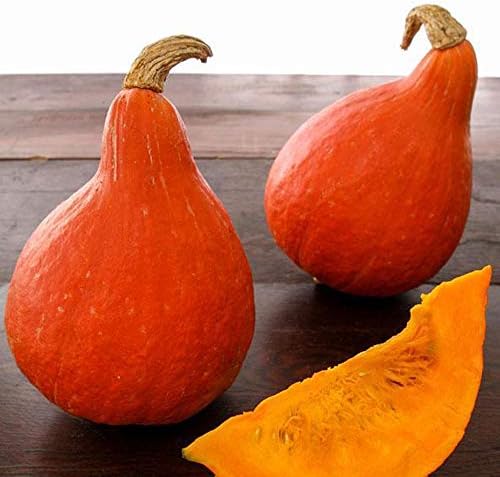 Sustainable Seed Co Organic Japanese Red Kuri Squash Seed - 4 g ~30 Seeds by SustainableSeed