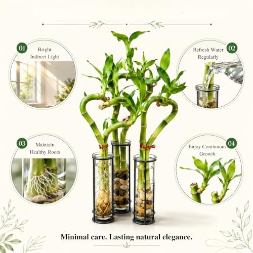 Lucky Bamboo Live Plant, Heart Shaped Zen Bamboo Hydroponic Plant - Image 4