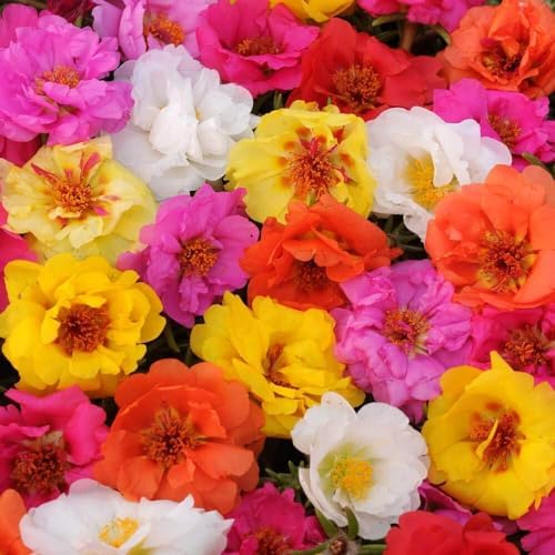 Outsidepride Mixed Moss Rose Seeds - 250 Pcs Annual, Drought & Heat Tolerant, Pollinator Friendly Ground Cover Seeds for Planting w/Vibrant Blooms & Succulent Foliage, Ideal for Xeriscaping by Outsidepride
