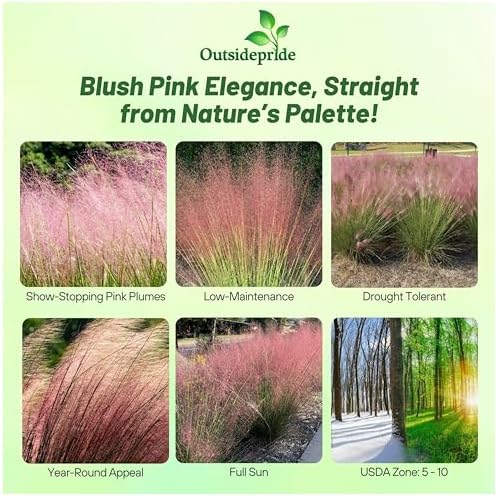 Outsidepride Pink Muhly Ornamental Grass Seeds - 100 Pcs, Perennial, Drought Tolerant, Low Maintenance, Ornamental Tall Grass Plants, Fast Growing for Landscaping, Outdoor Garden, Privacy Plants - Image 3