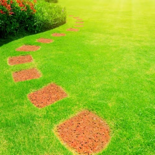 Zoysia Grass Seeds, Emerald Zoysia, 20000 Count - Image 5