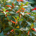 Prima Plants Pack of 2 Vermillionaire Firecracker Plants Live, 4-6 Inches Tall - Attracts Hummingbirds,Butterflies by Unknown