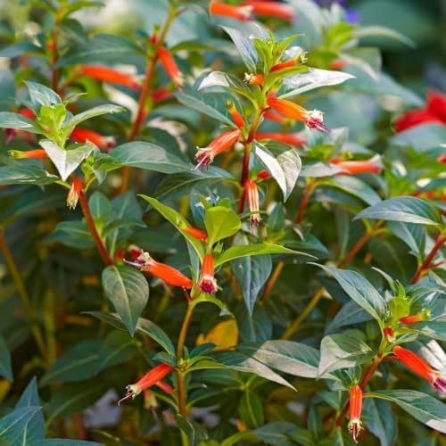 Prima Plants Pack of 2 Vermillionaire Firecracker Plants Live, 4-6 Inches Tall - Attracts Hummingbirds,Butterflies by Unknown