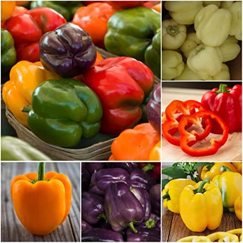 Seed Needs Rainbow Bell Pepper Seeds to Plant Vegetables - 5 Packs - Image 3