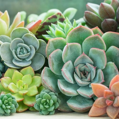 Mountain Crest Gardens Succulent Cuttings Pack - 50 Unrooted Plants, 2–3 Inches Long – Assorted Live Clippings for DIY Arrangements, Crafts, and Living Décor - Image 4