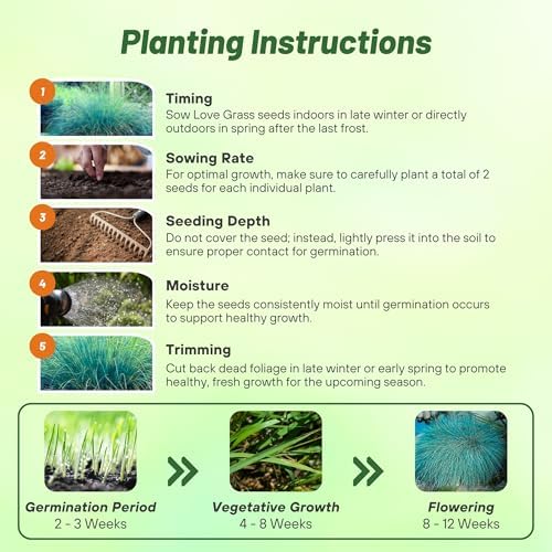 Outsidepride 1000 Seeds Perennial Eragrostis Elliotii Blue Eros Ornamental Love Grass Seed for Planting - Image 5