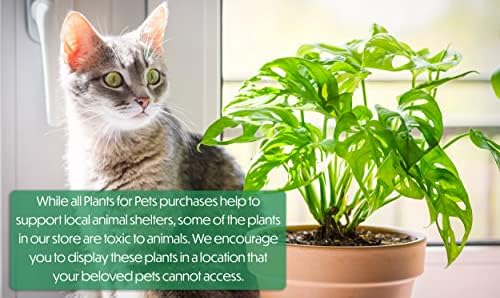 Golden Pothos Plant Live in Hanging Planter Pot Live by Plants for Pets, 1 Count - Image 7