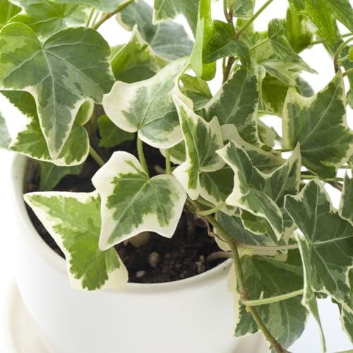 American Plant Exchange English Ivy Bundle, 2 Pack 4-Inch Pots, Green and Variegated, Vining Houseplants, Live Indoor Plants, Fast Growing, Easy to Care, Versatile Home & Garden Décor - Image 3
